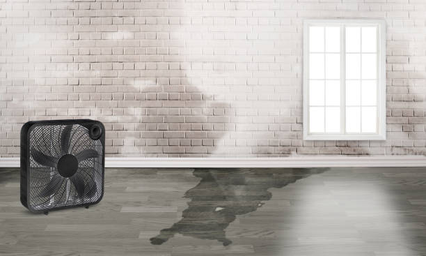 Best Water damage cleanup near me  in Colon, MI